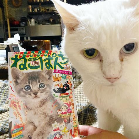 チェンソーマン「ねこぱんち猫プレゼント号、発売しております。 今回は誰かの誕生日。よろしくお願い」ひぐち にちほの漫画