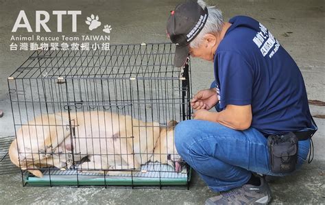 台灣動物緊急救援小組 救援後續 高雄遭虐養鐵鏈陷頸犬