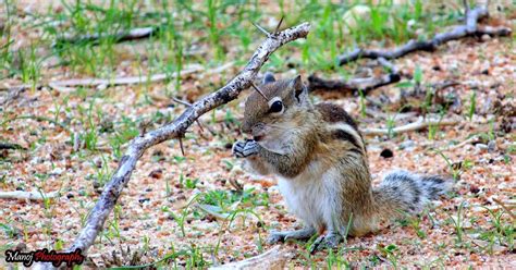 Biodiversity of Bharathidasan University: Indian palm squirrel