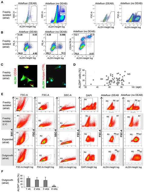 Flow Cytometry Analysis Of ALDHhi Atrial Cells A Freshly Isolated