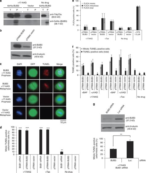 BUB3 interacts with TAp73α specifically in cells in which CIMD occurs