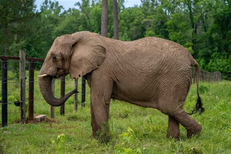 Elephant in Captivity 35 Years in Puerto Rico Zoo Moved to Sanctuary