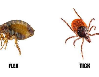 Flea Tick Control Projects :: Photos, videos, logos, illustrations and ...