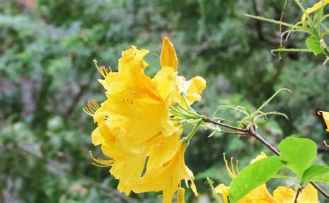 Azaleas Yellow Flower – Tree Pictures BLog