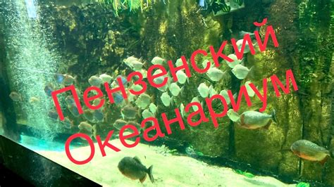 Пензенский Океанариум. - YouTube