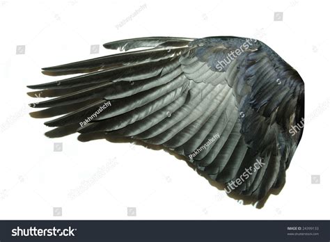 Bird Wings Stock Photo 24399133 Shutterstock