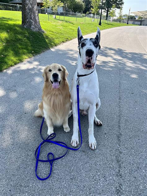 Foto Danes – Great Dane Breeder; Bing the Great Dane