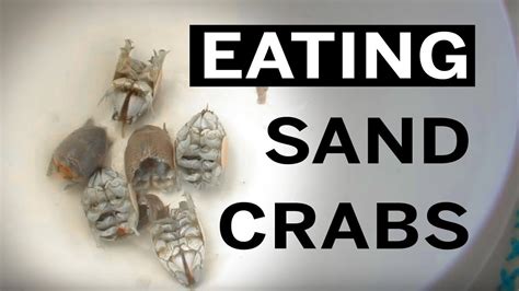 Hunting Cooking And Eating Sand Crabs Aka Mole Crabs Or Sand Fleas