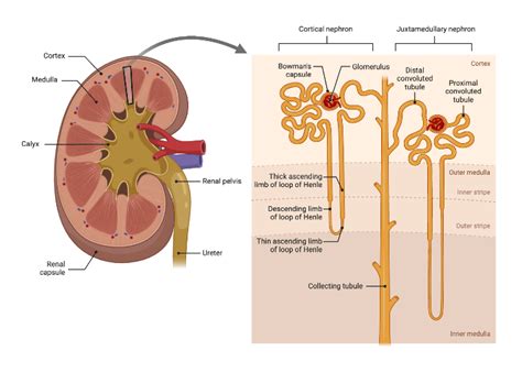 Kidney Anatomy BioRender Science Templates