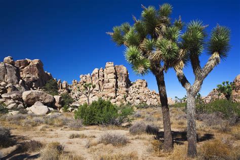 Rundreisen De USA Joshua Tree Nationalpark