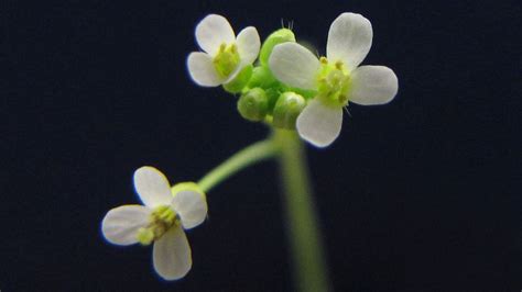 A widely studied lab plant has revealed a previously unknown organ