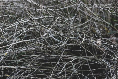 Mess Of Focused And Blurred Gray Naked Thin Branches With Yellow Stains On Dark Green Forest