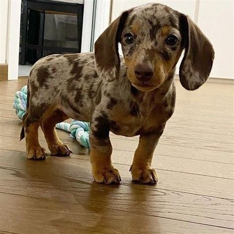 Mini Dachshund Dog | Dachshund puppy miniature, Weiner dog puppies, Dapple dachshund