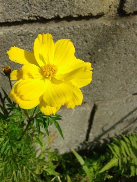 Pin De Cleia Lima En Flores Flores