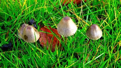 Petticoat Mottlegill Panaeolus Papilionaceus Paul Austin Murphy