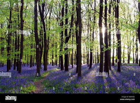 Ashridge Woods Bluebells - Buckinghamshire Stock Photo - Alamy