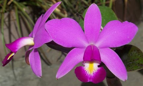 Details Flor Orquidea Morada Abzlocal Mx