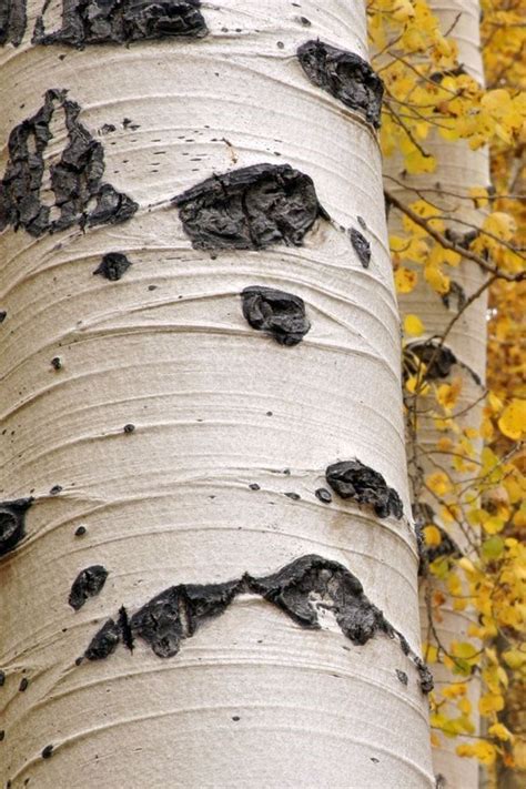 Aspen Tree Bark | Foret, Photographie, Arbre