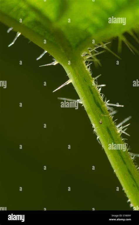 Cause Of Nettle Rash Common Stinging Nettles In Close Up Detail Showing