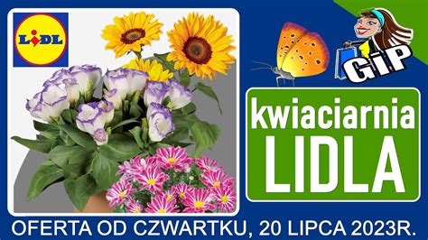 Lidl Oferta Promocyjna Od Czwartku Kwiaciarnia Lidla