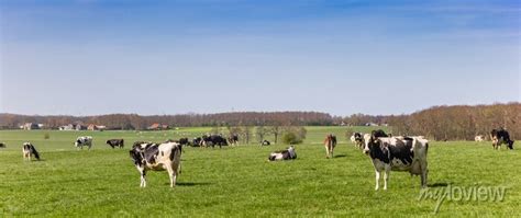 Panorama Of Black And White Holstein Cows In Friesland Netherlands