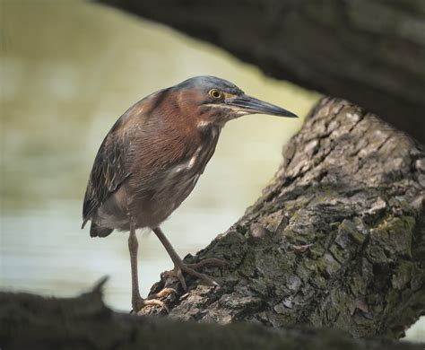 Green Heron Owen Deutsch Photography