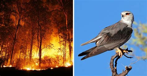 Ces rapaces sont des pyromanes ils incendient les forêts et le font