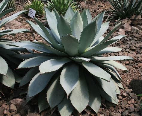 Agave Potatorum Como Plantar