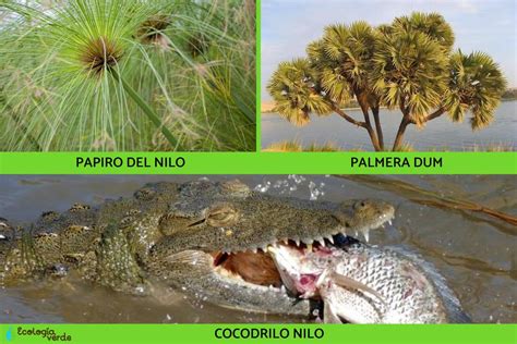 Regiones Naturales De Egipto Resumen Y Mapa