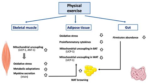 Effect Of Exercise On Mitochondrial Uncoupling And Peripheral Organs