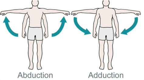 Movements Allowed By Synovial Joints Movement Ppt Flashcards Quizlet