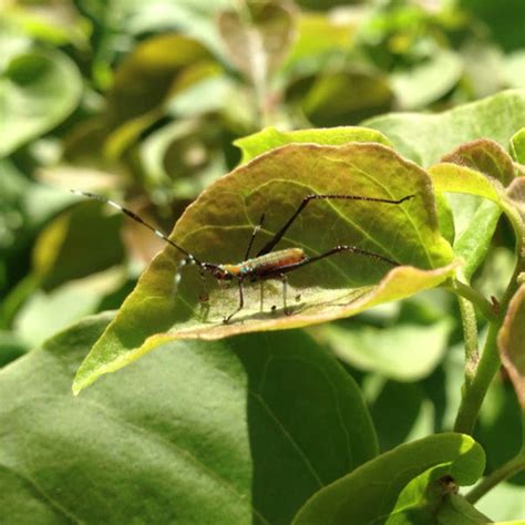 Katydid Nymph Project Noah