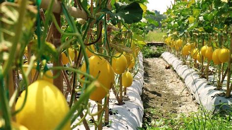 Begini Cara Tepat Budidaya Melon Golden Di Polybag Mediatani