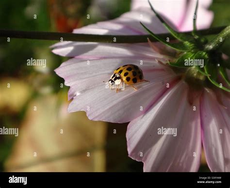 Yellow Harlequin Ladybird Beetle Harmonia Axyridis With 19 Spots