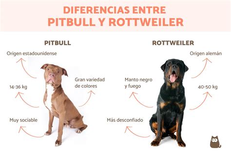 Pitbull Vs Rottweiler Kamp