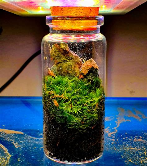 Micro Terrarium T Aquascape