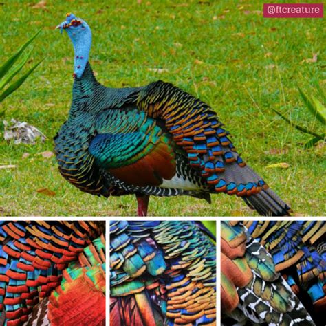 The Ocellated Turkey Puts the 'Trip' in Tryptophan | Featured Creature