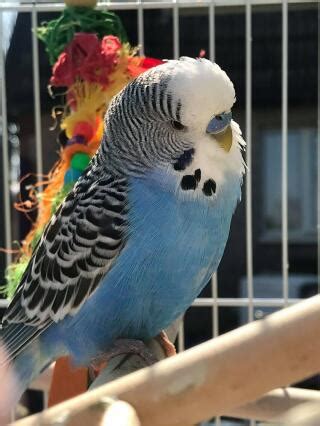 Budgerigar | Parrots | Breed Information | Omlet