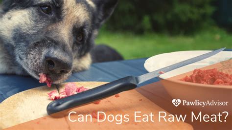 Can Dogs Eat Raw Meat? Here's Everything You Need to Know | Pawlicy Advisor