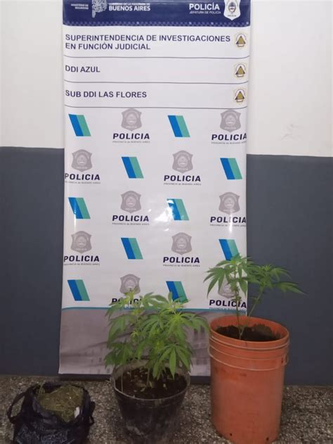 Policiales Secuestran Plantines De Cannabis Sativa Y Picadura De