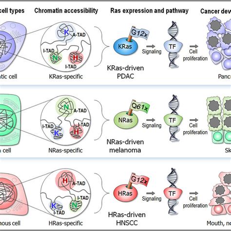 Dynamic Chromatin Accessibility And Cell Specific Signaling Pathways Of