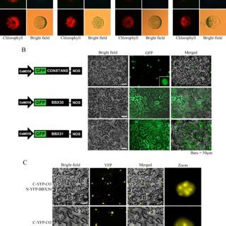 Subcellular Localization Of Bbx Proteins A Gfp Fusion Proteins Were