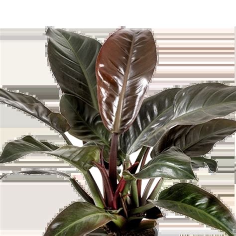 Philodendron erubescens 'Imperial Red' - LiveTrends Design Group