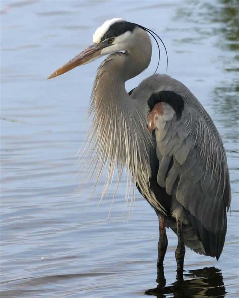 The meaning and symbolism of the word - «Heron»