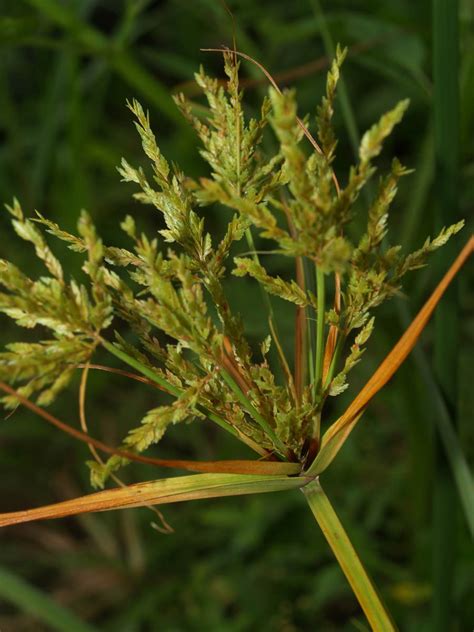 Cyperus Iria Cyperaceae