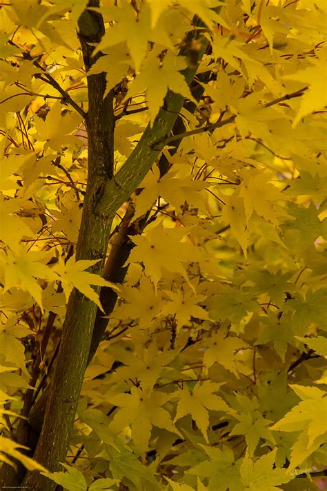 Coral Maple Fall Color Photograph By Mick Anderson Fine Art America