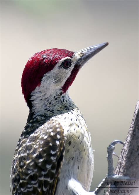 Top 25 Wild Bird Photographs Of The Week 7 Birds Woodpecker Wild Birds