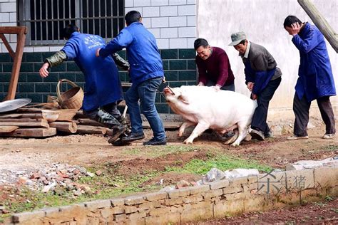 【乡下传统杀年猪摄影图片】纪实摄影太平洋电脑网摄影部落