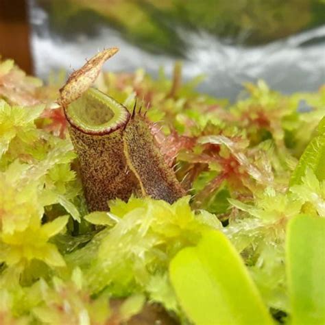 Carnivorous Seeds | Insectivorous plant, Seeds, Carnivorous