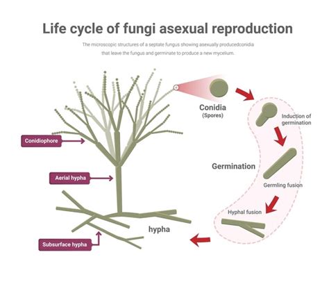 3 Ascomycota Asexual Reproduction Stock Vectors And Vector Art Shutterstock